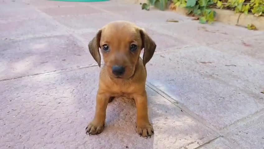 Teckel perros en venta: TECKEL HEMBRA OPORTUNIDAD  - Video 1