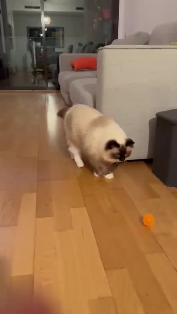 Ragdoll gatos en venta: Gata Ragdoll - Video 1