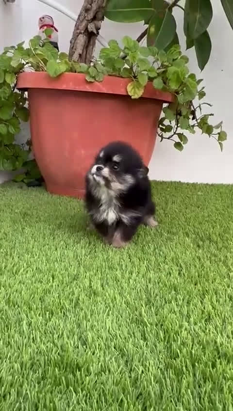 Pomerania perros en venta: POMERANIA HEMBRA DISPONIBLE - Video 2