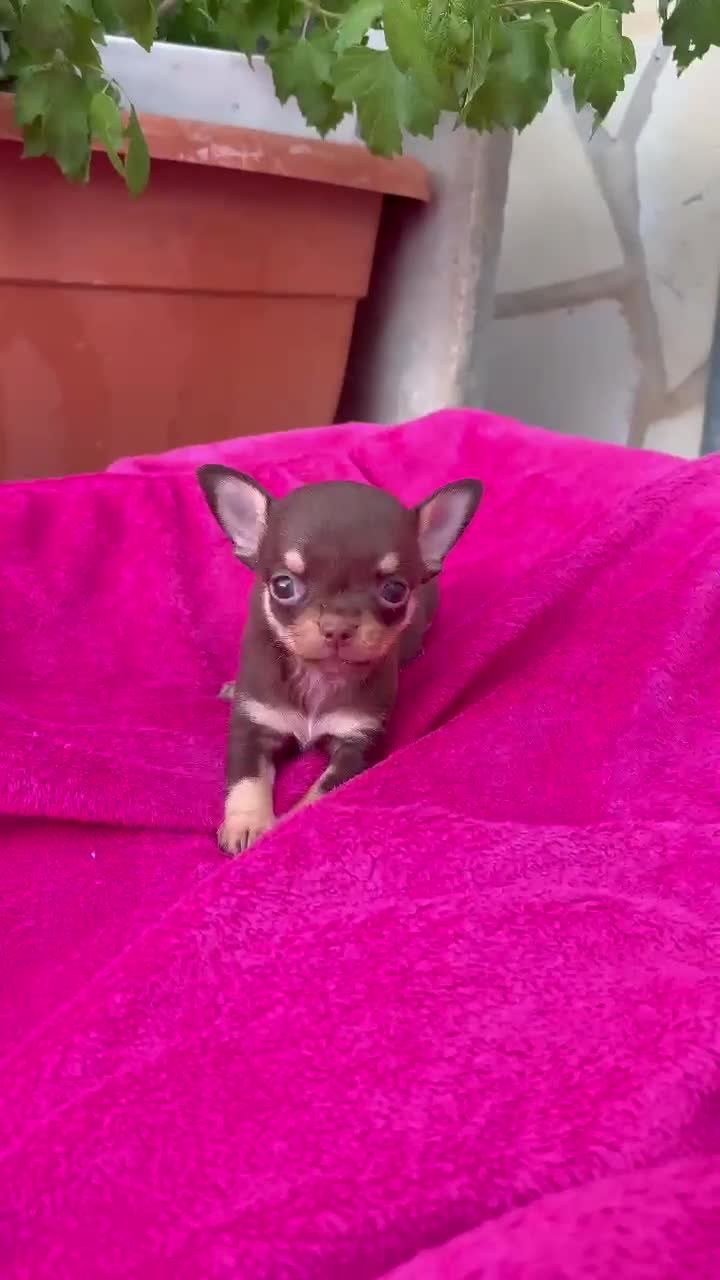 Chihuahua perros en venta: Chihuahua Toy cabeza manzana macho chocolate  - Video 1