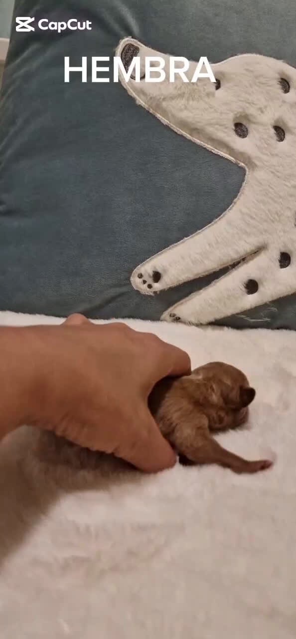 Caniche Toy perros en venta: Hembra y machos caniche toy  - Video 1
