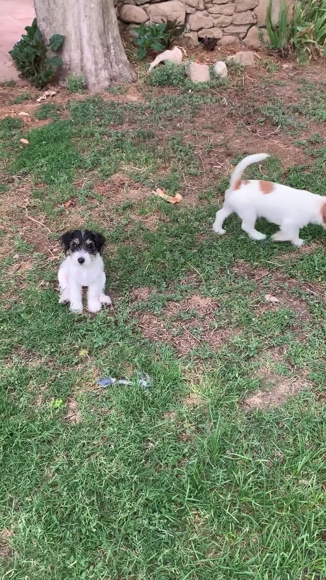 Jack Russell Terrier perros en venta: Preciosas hembras de Jack Russell Terrier Broken - Video 2