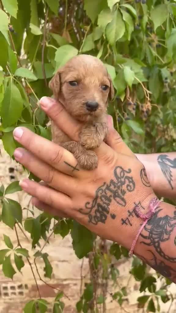 Caniche Gigante perros en venta: Caniche gigante  - Video 3