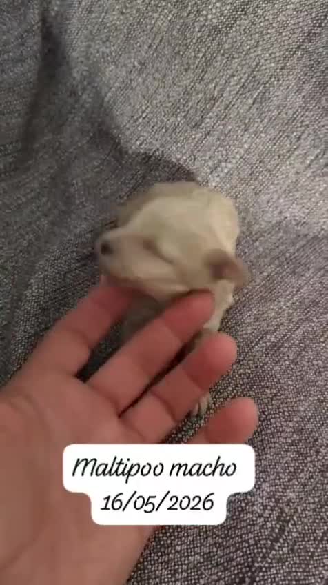 Maltipoo perros en venta: Camada de maltipoo nacionales  - Video 4