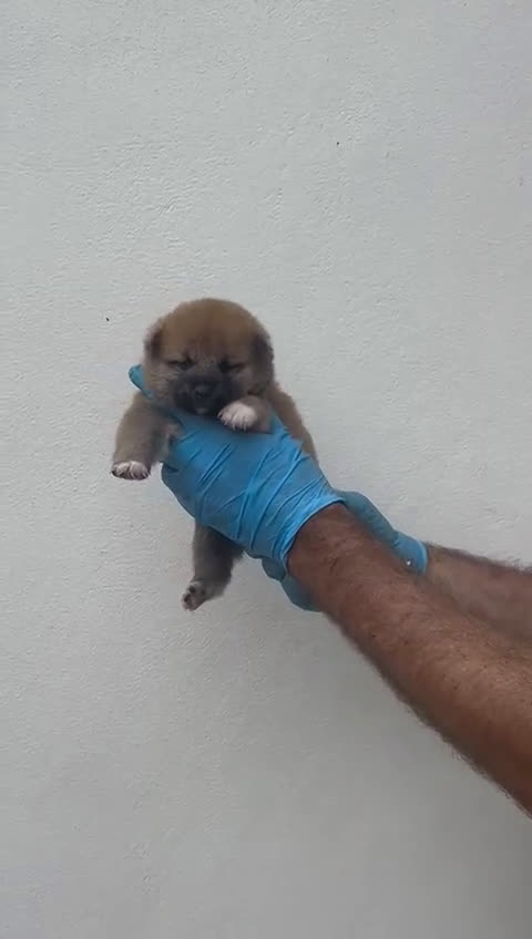 Shiba Inu perros en venta: Cachorros de Shiba Inu  - Video 1