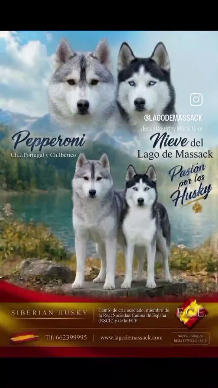Husky Siberiano perros en venta: Husky Siberiano  - Video 2