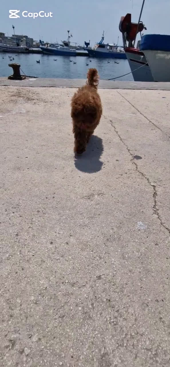 Caniche Toy perros en venta: Espectacular macho caniche toy rojo pimentón  - Video 1