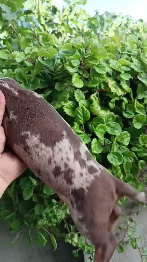 Teckel Miniatura perros en venta: Teckel miniatura  - Video 4