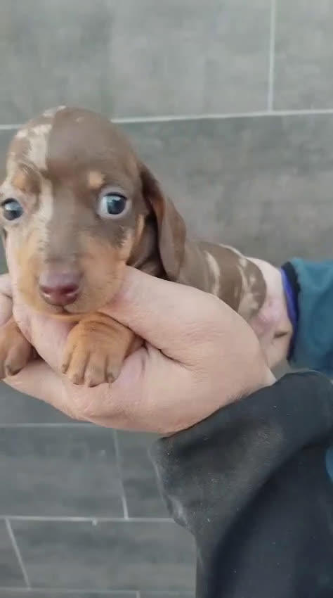 Teckel Miniatura perros en venta: Hembras teckel arlequín choco kaninchen - Video 4