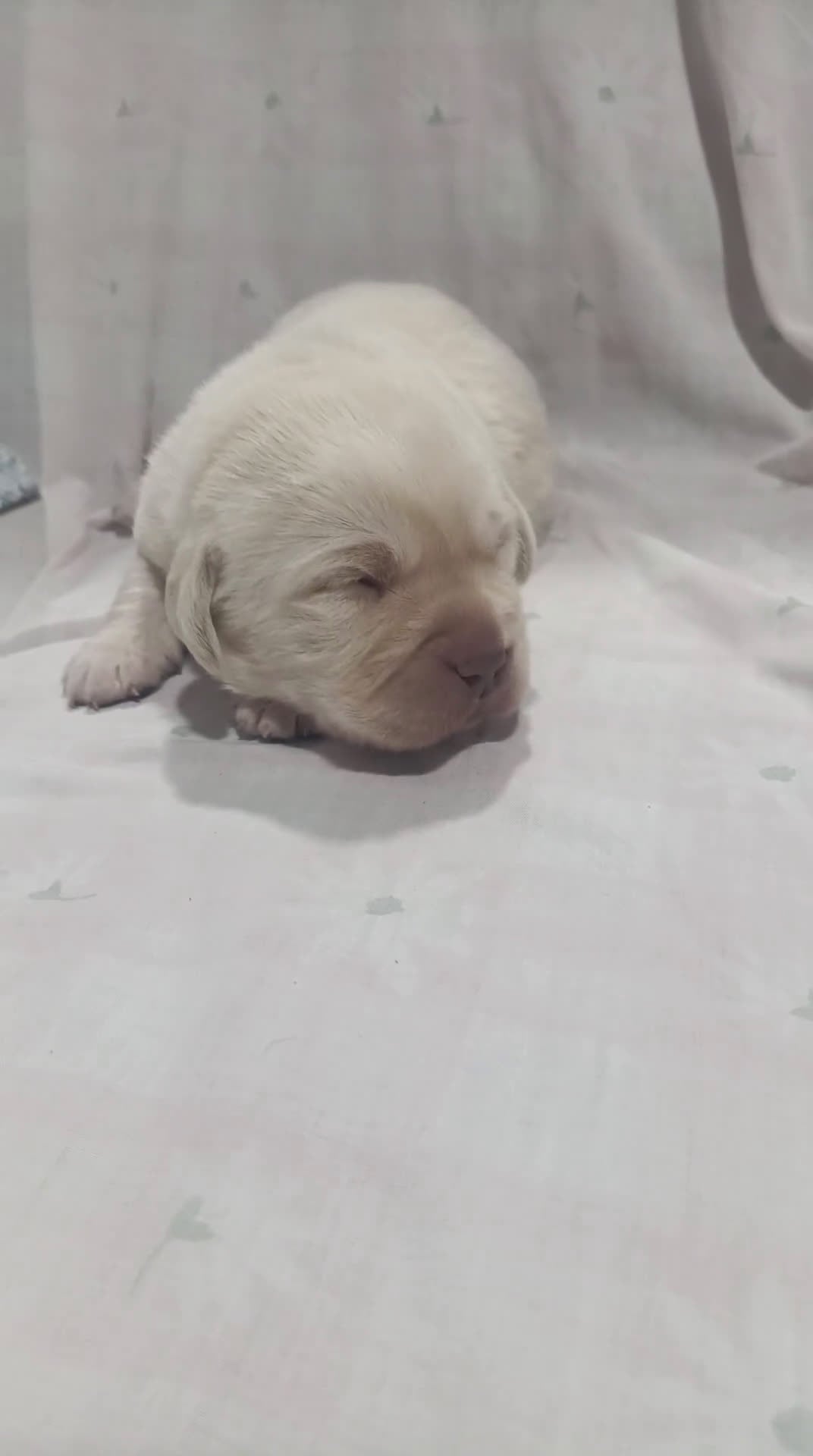 Labrador Retriever perros en venta: Labrador retriever dorado  - Video 2