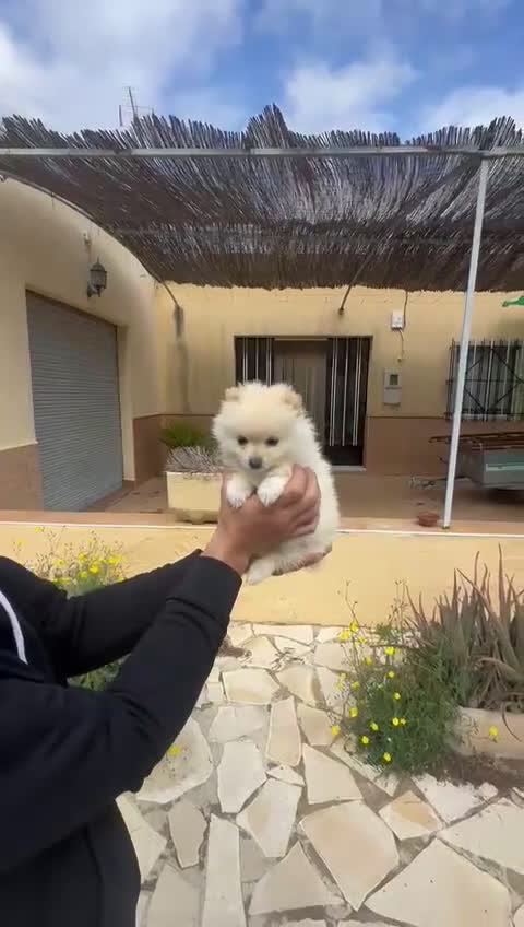Pomerania perros en venta: Cachorritas Pomerania crema muy claritas - Video 1