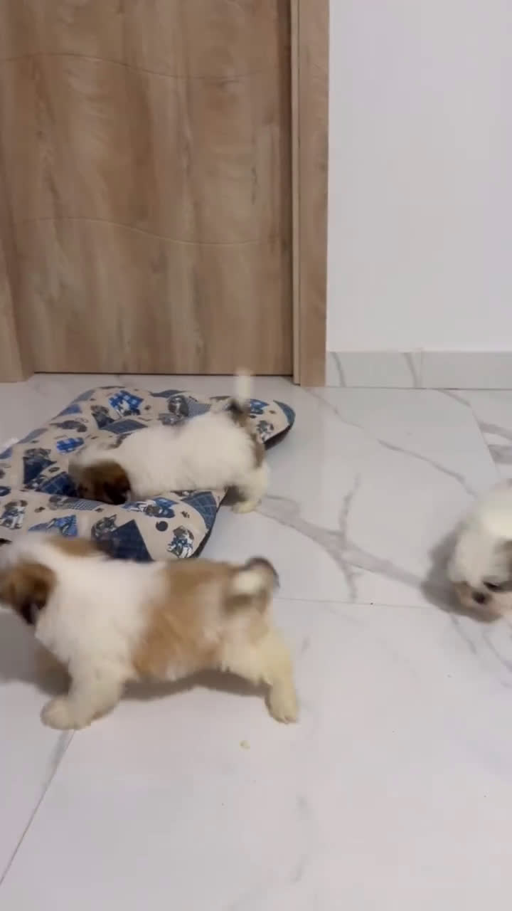 Shih Tzu perros en venta: Camada de Shih Tzu  - Video 2
