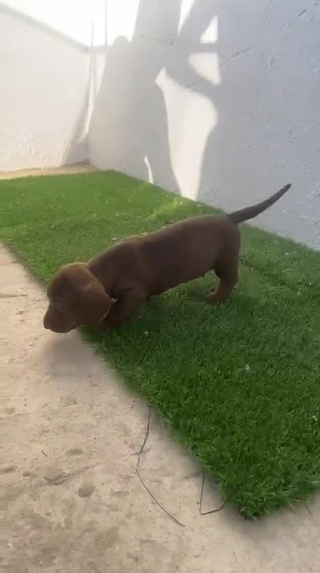Teckel perros en venta: Camada de Teckel  - Video 1