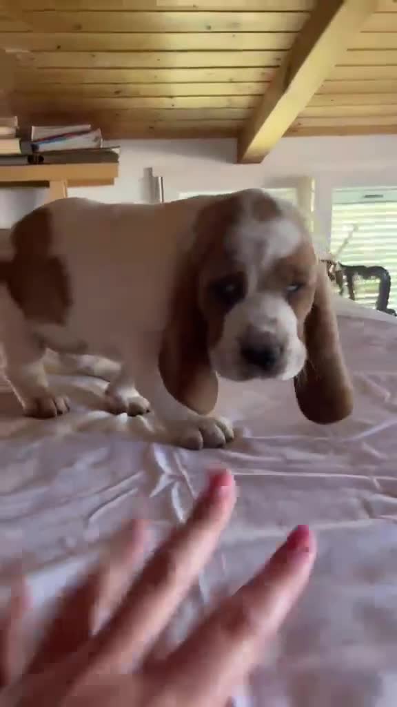 Basset Hound perros en venta: Basset Hound  - Video 2