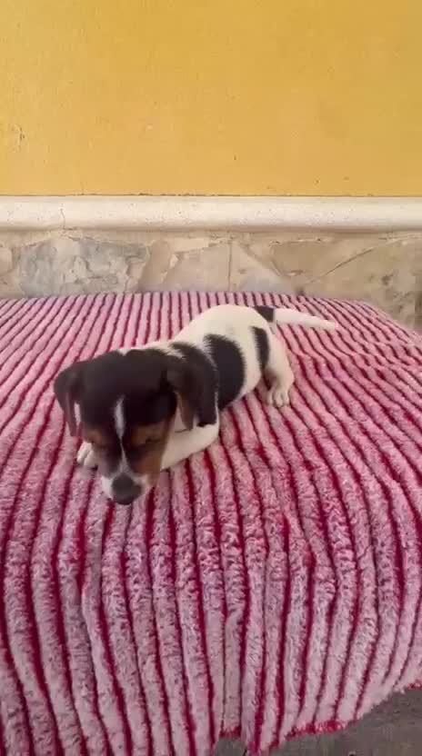 Jack Russell Terrier perros en venta: Jack Russell terrier  - Video 1