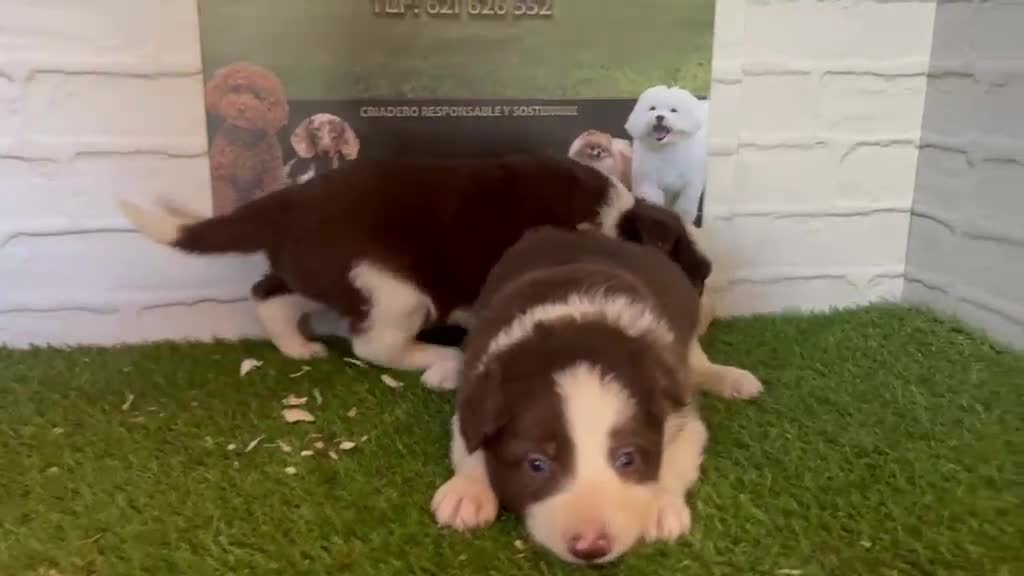 Border Collie perros en venta: Border Collie - Video 1