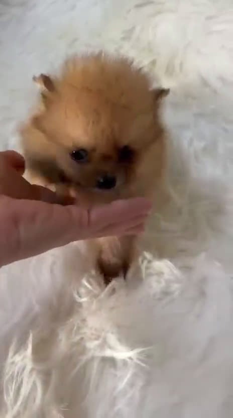 Pomerania perros en venta: Pomerania hembra Toy  - Video 1