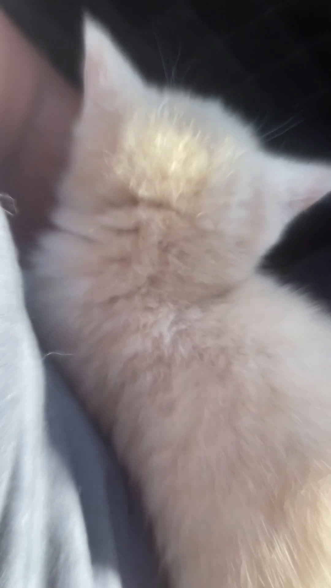 Bengalí gatos en venta: Gatitos bengalíes  - Video 1
