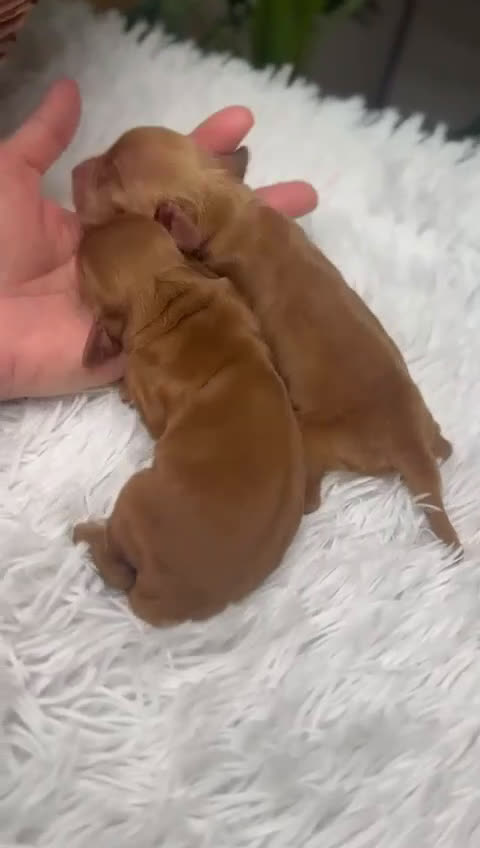 Cocker Spaniel Inglés perros en venta: COCKER SPANIEL INGLES - Video 1