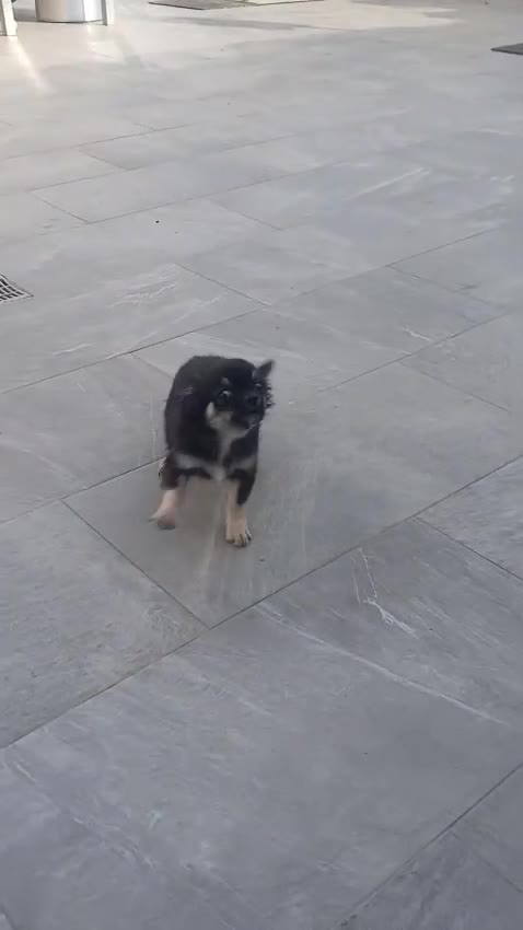 Chihuahua perros en venta: Cachorro chihuahua - Video 1