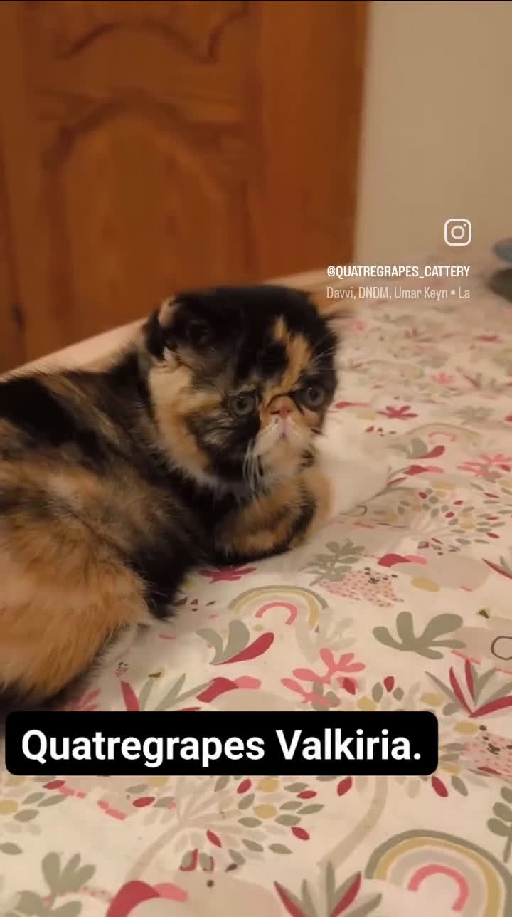 Exótico de Pelo Corto gatos en venta: Exotica  - Video 1