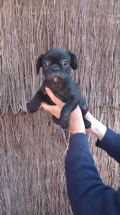 Bulldog Francés perros en venta: Bulldog francés 700 hembrasss!! - Video 3