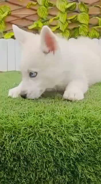 Husky Siberiano perros en venta: HUSKY SIBERIANO - Video 1