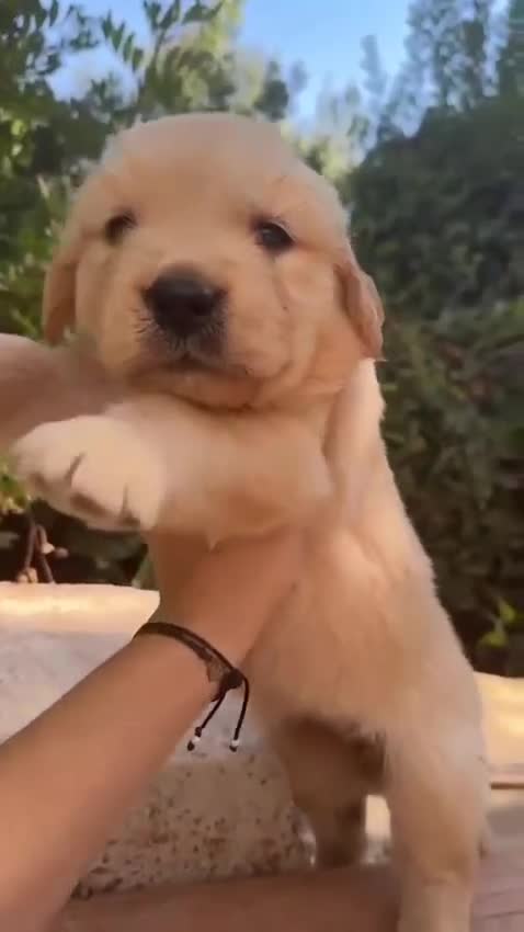 Golden Retriever perros en venta:  golden detriever  - Video 2