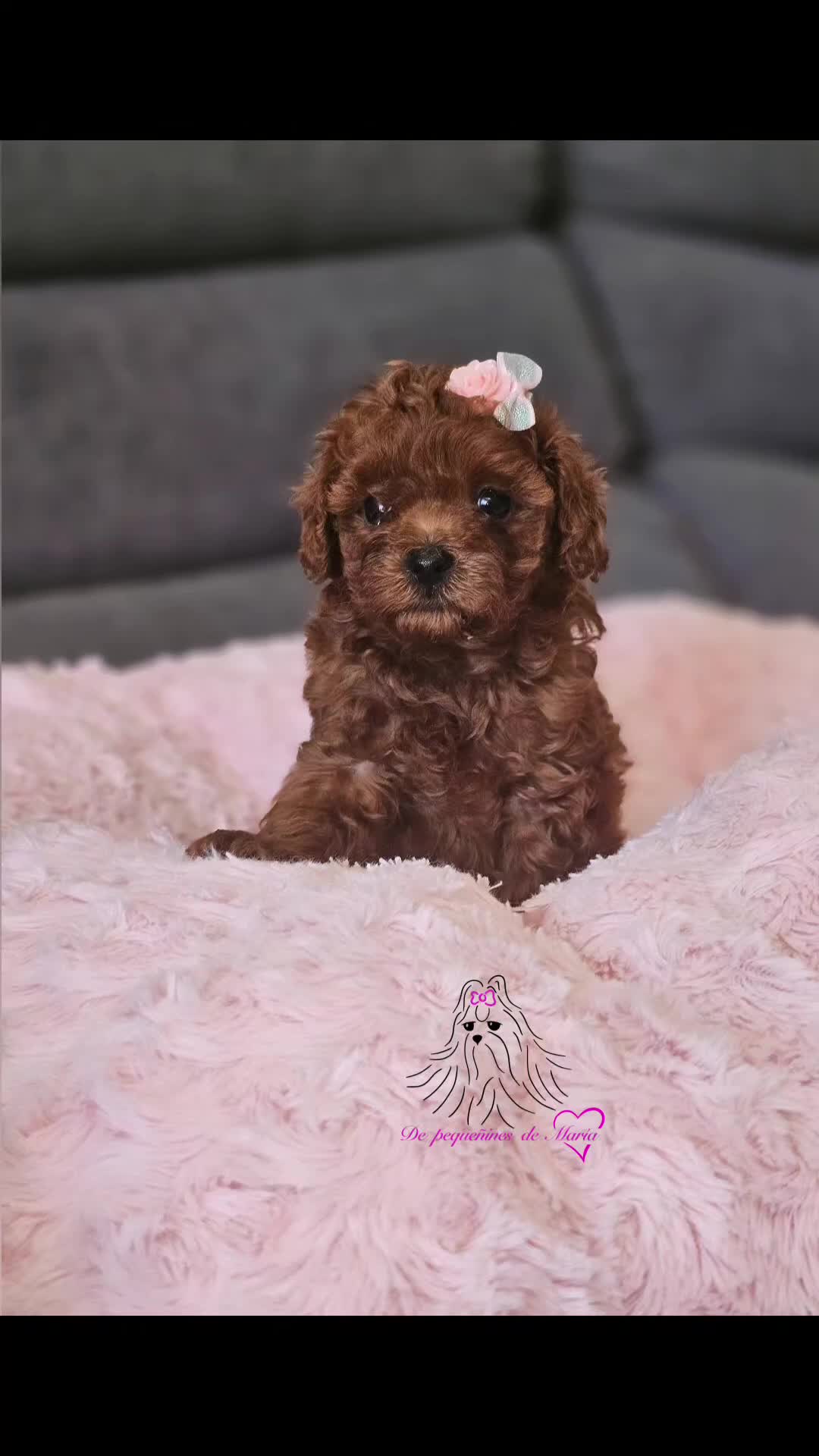 Caniche Toy perros en venta: CANICHE ASIÁTICO  - Video 1