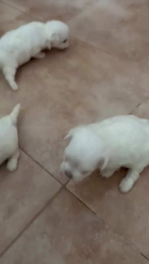 Bichón Maltés perros en venta: Bichón maltes - Video 1