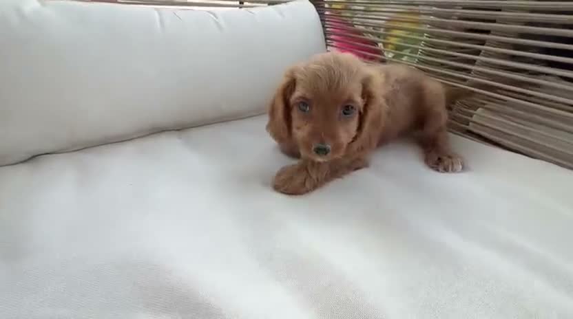 Cavapoo perros en venta: Cavapoo  - Video 3