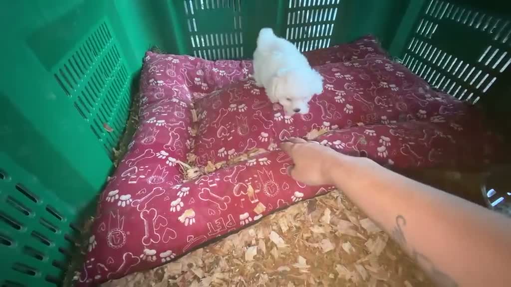 Bichón Maltés perros en venta: Bichon Toy coreano - Video 2