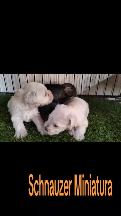 Schnauzer Miniatura perros en venta: Schnauzer miniatura  - Video 1