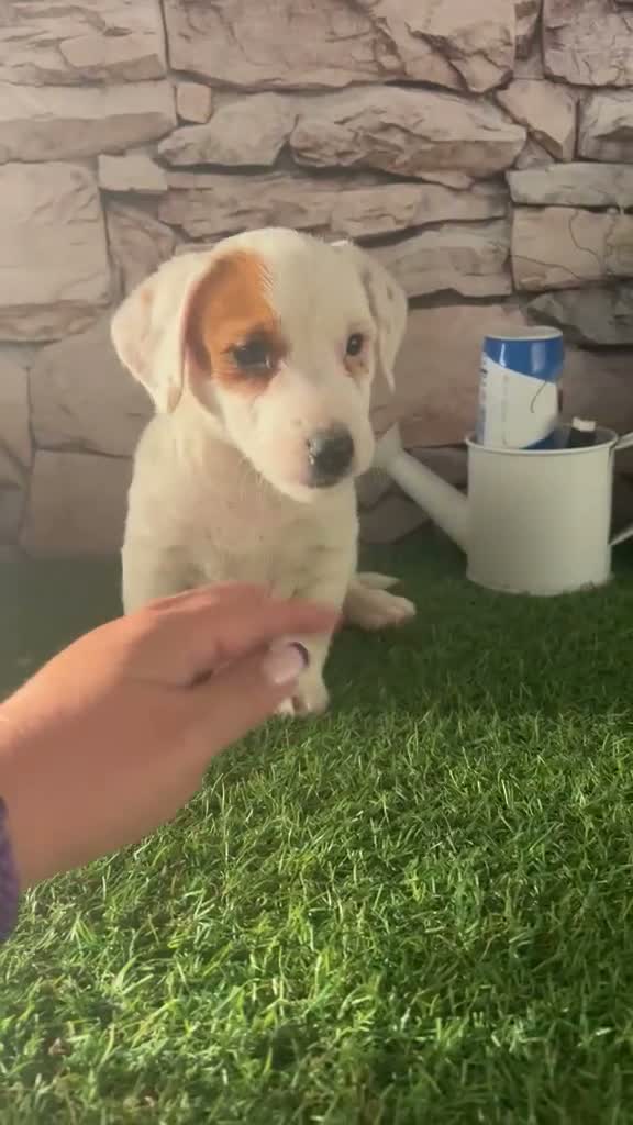 Jack Russell Terrier perros en venta: ADORABLES CACHORRITOS JACK RUSSELL - Video 2