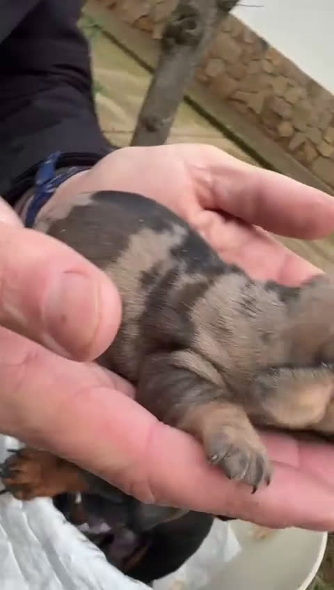 Teckel Miniatura perros en venta: Teckel miniatura y teckel kaninchen  - Video 3