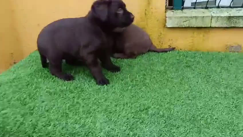 Labrador Retriever perros en venta: Cachorros de Labrador chocolate  - Video 2