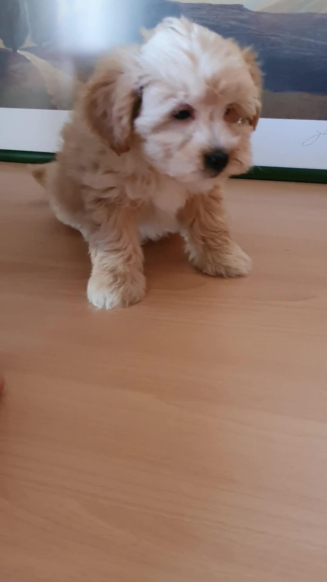 Raza Mixta perros en venta: Maltipoo macho cachorro - Video 4