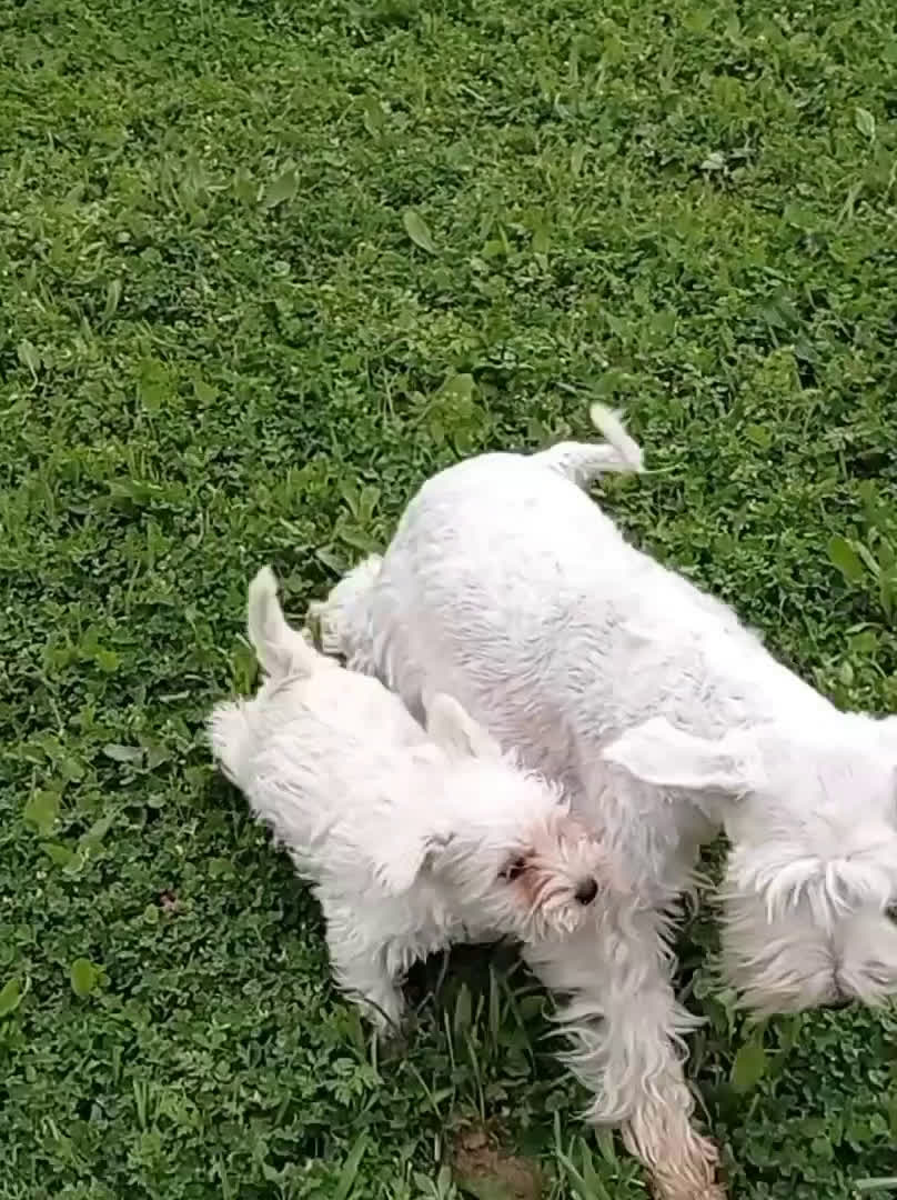 Schnauzer Miniatura perros en venta: Espectacular schnauzer mini blanca - Video 1