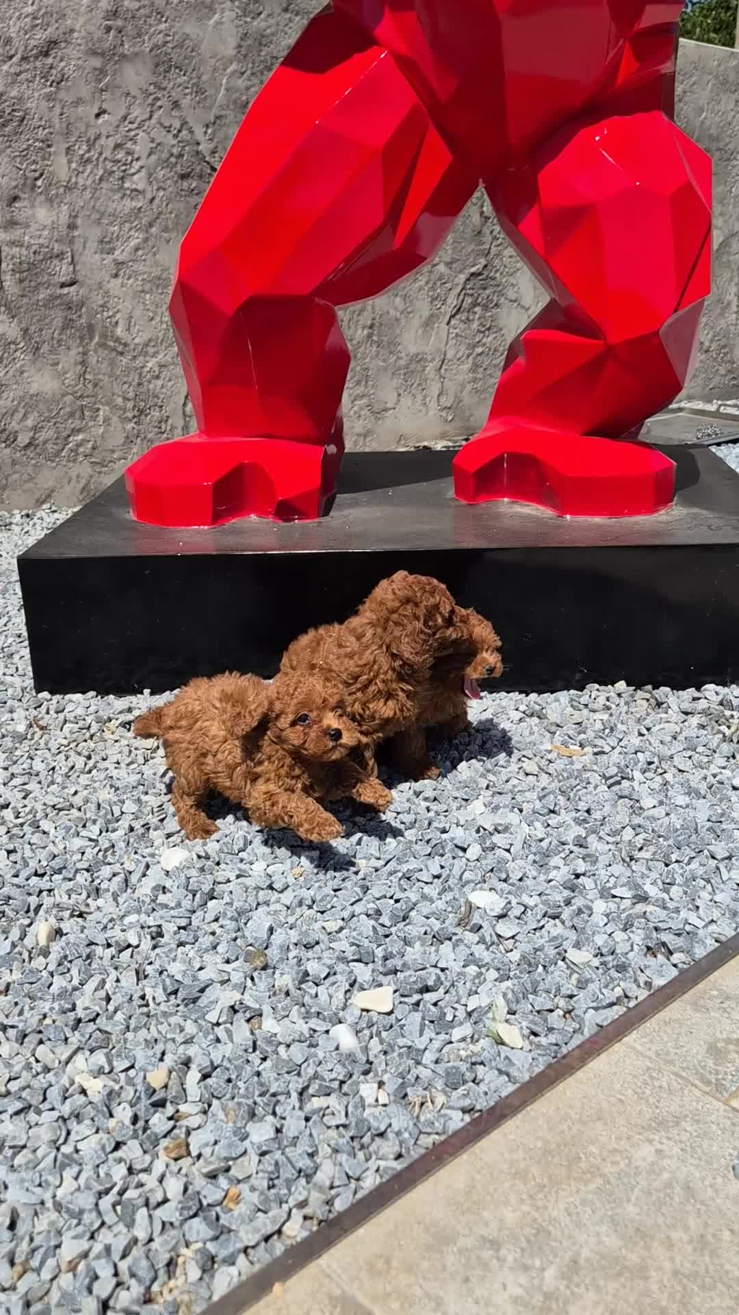 Caniche Toy perros en venta: Caniche toy asiático teacup  en Girona - Video 1
