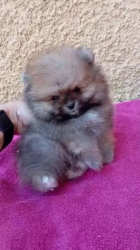 Pomerania perros en venta: Pomerania cara de osito  - Video 1