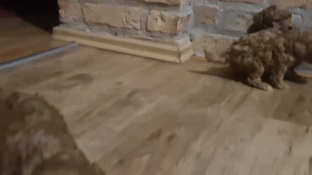 Caniche Toy perros en venta: CANICHES TOYS  en Madrid - Video 1