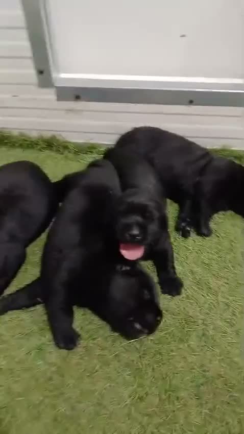 Labrador Retriever perros en venta: Cachorros labrador negro con pedigree  - Video 2