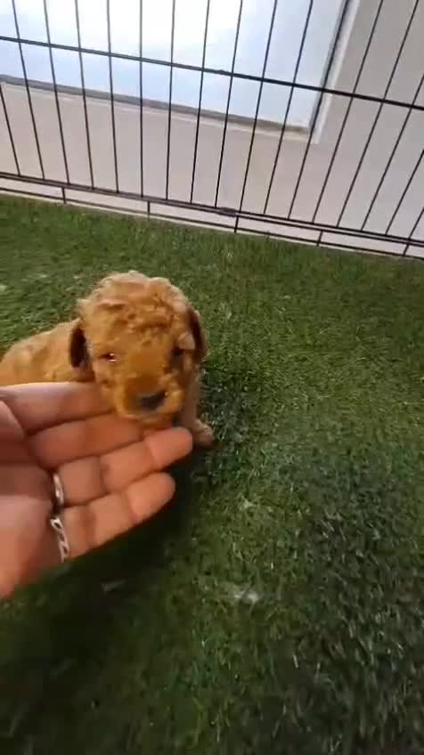 Caniche Toy perros en venta: Caniche rojo toy - Video 1