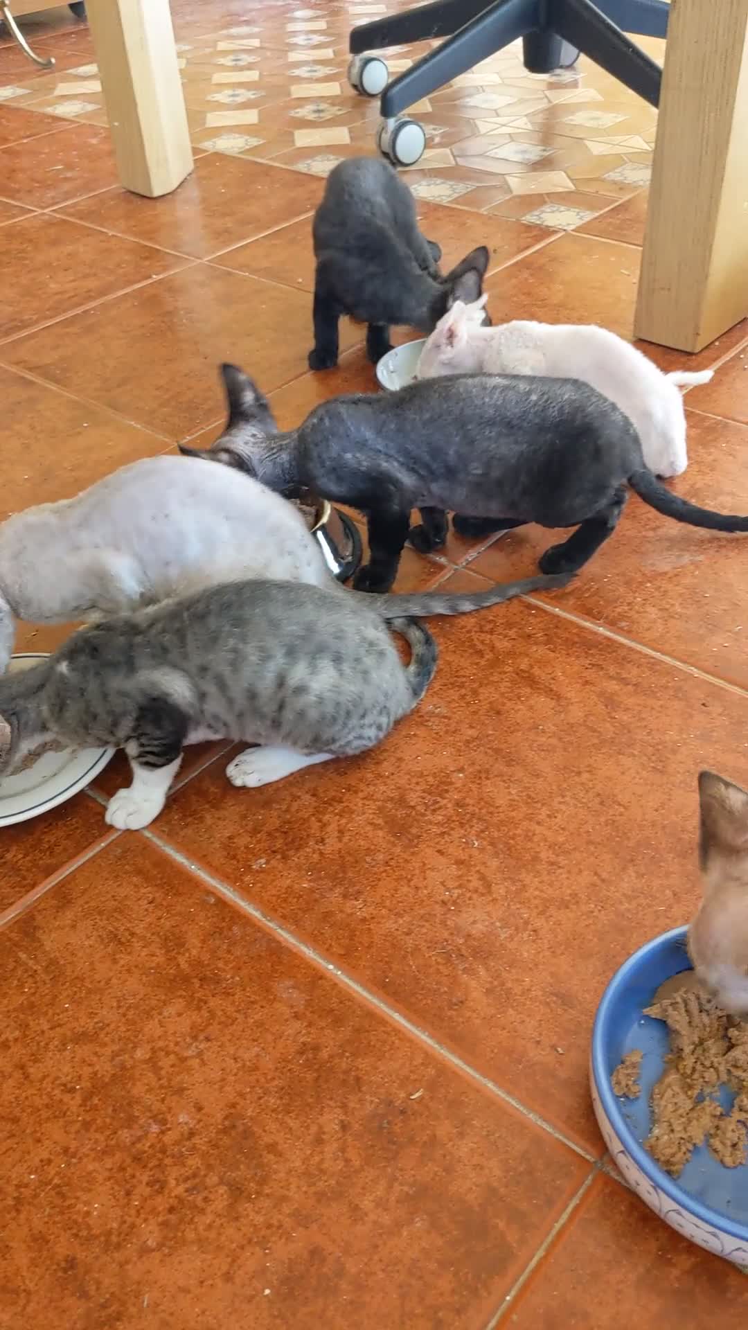 Devon Rex gatos en venta: Preciosos ejemplares de Devon Rex - Video 1