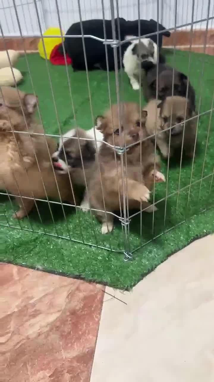 Pomerania perros en venta: ECONÓMICOS Disponible Hembras y 2 macho POMERANIA - Video 4