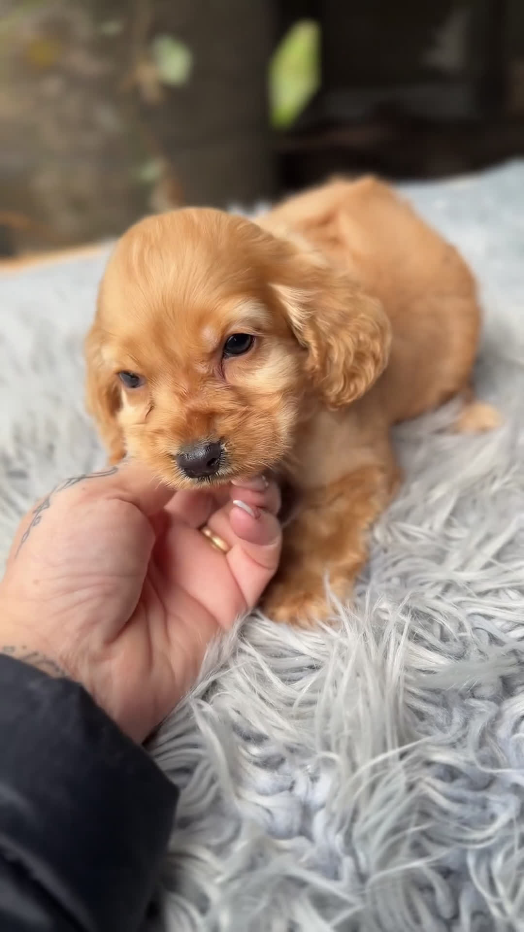 Cocker Spaniel Inglés perros en venta: Cocker dorado  - Video 1