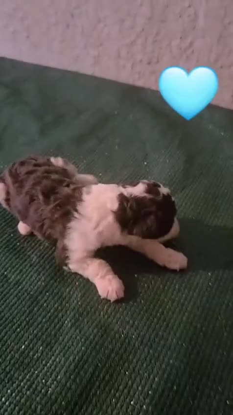 Perro de Agua Español perros en venta: Nueva camada de perros de agua en Madrid - Video 1
