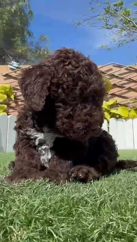 Perro de Agua Español perros en venta: PERRO DE AGUA  - Video 1