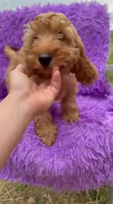 Cockapoo perros en venta: Cockapoo roja  - Video 1
