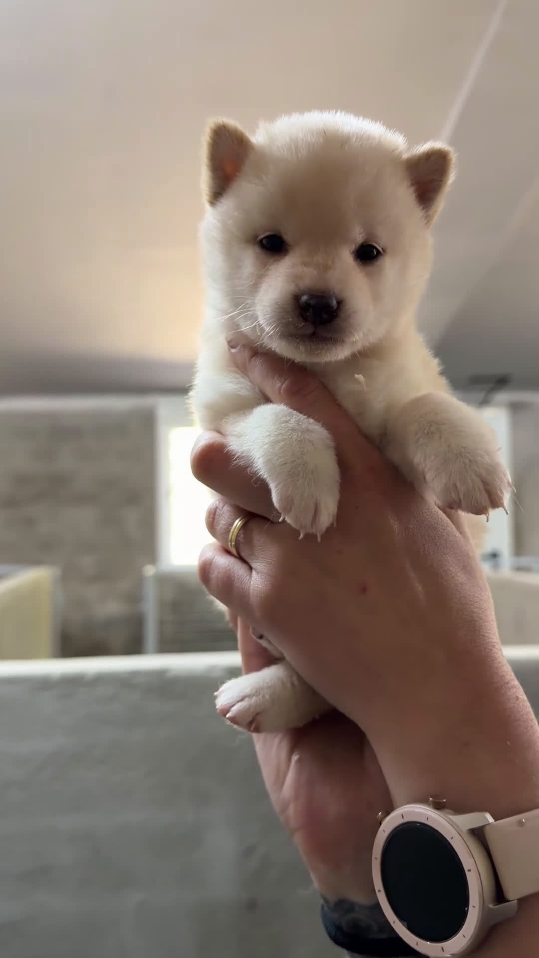 Shiba Inu perros en venta: Shiba Inu blanca  - Video 1